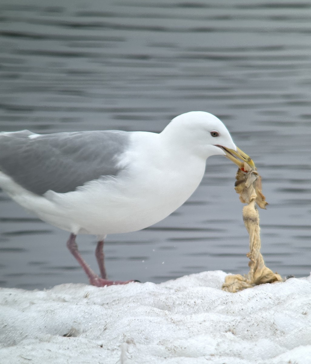 Herring x Glaucous-winged Gull (hybrid) - ML616441929