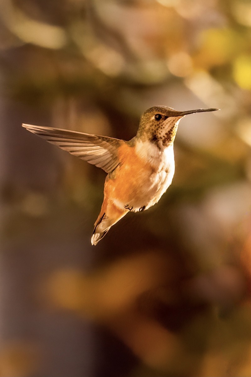 Rufous Hummingbird - ML616441931