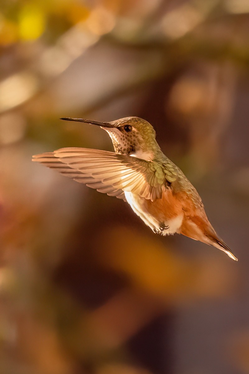 Rufous Hummingbird - ML616441938