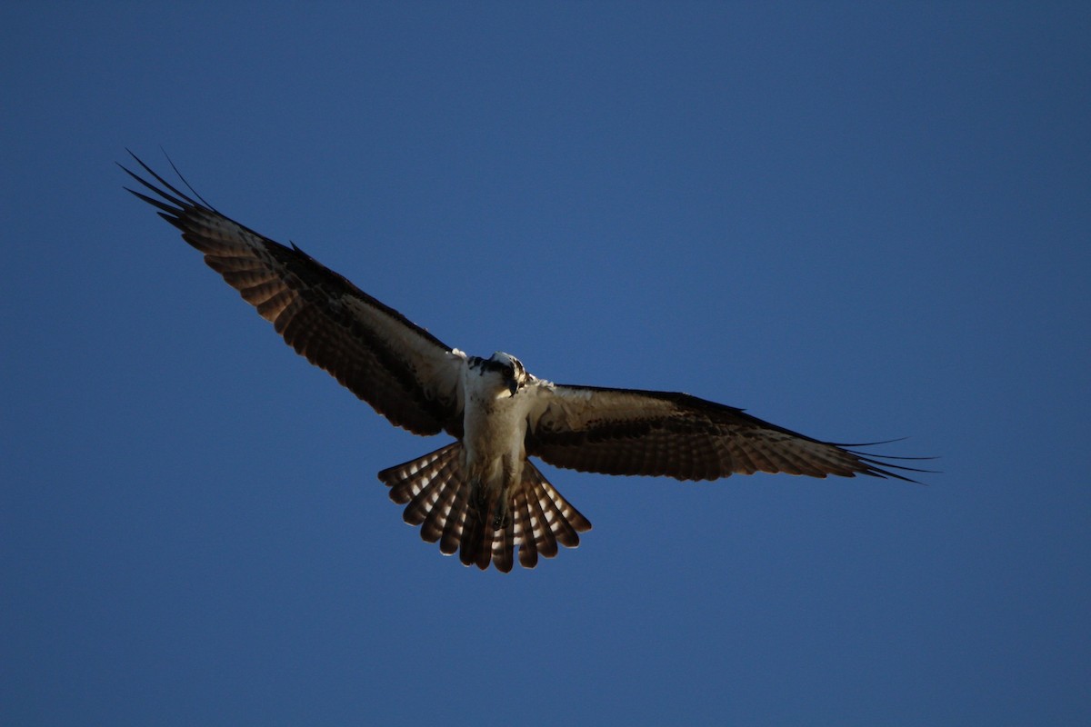 Águila Pescadora - ML616441941