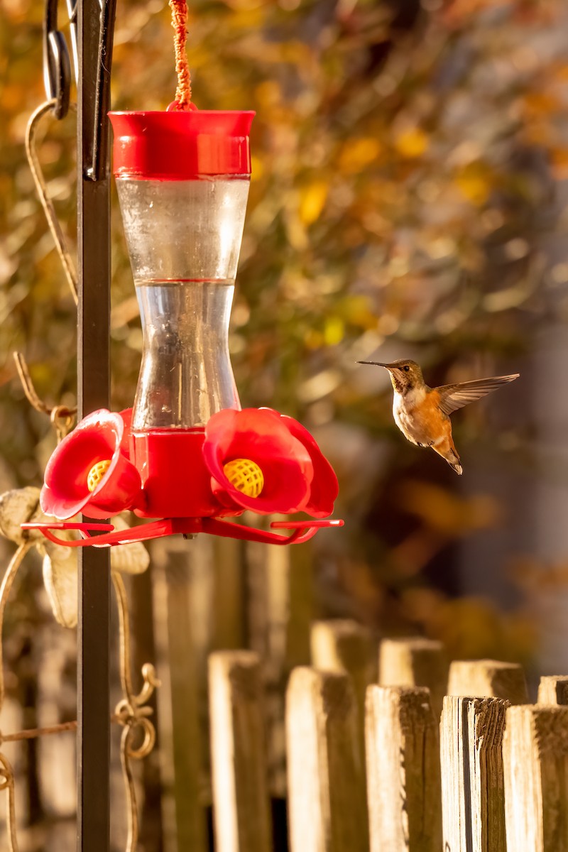 Rufous Hummingbird - ML616441953