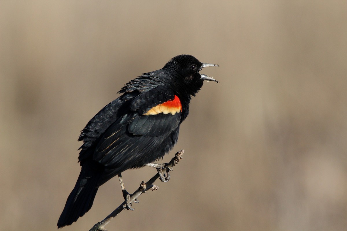 Red-winged Blackbird - James Weaver