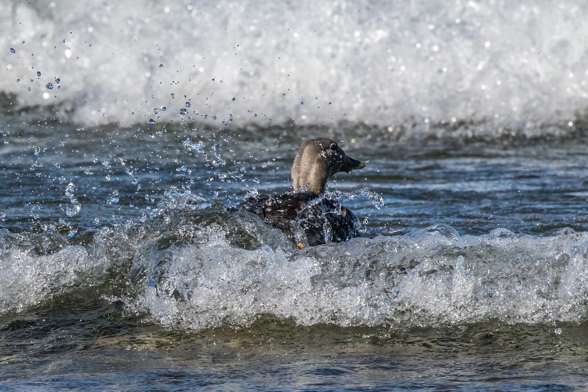 Flying Steamer-Duck - Jodi Boe