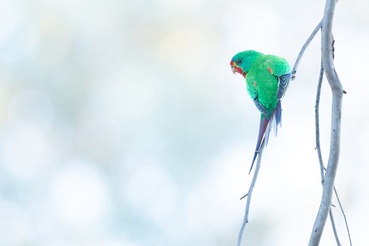 Swift Parrot - ML616441977