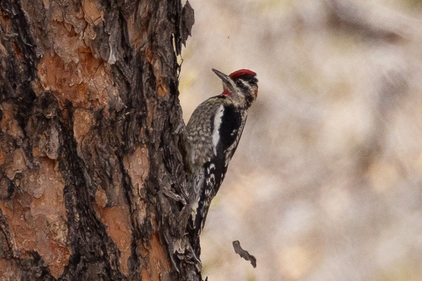 Red-naped Sapsucker - ML616442034