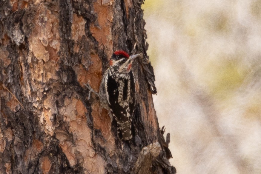 Red-naped Sapsucker - ML616442035