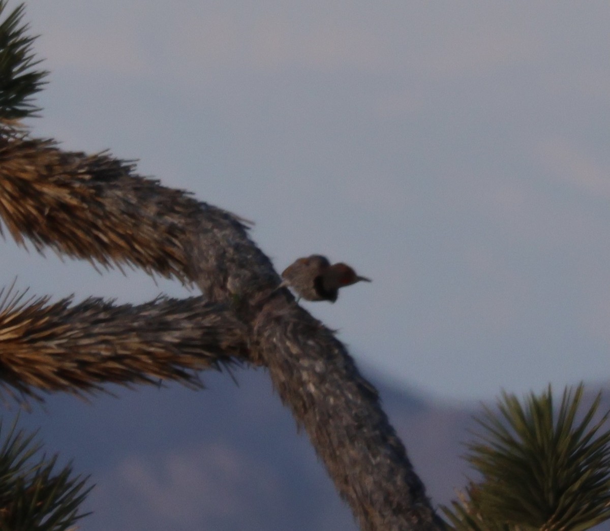 Gilded Flicker - ML616442044