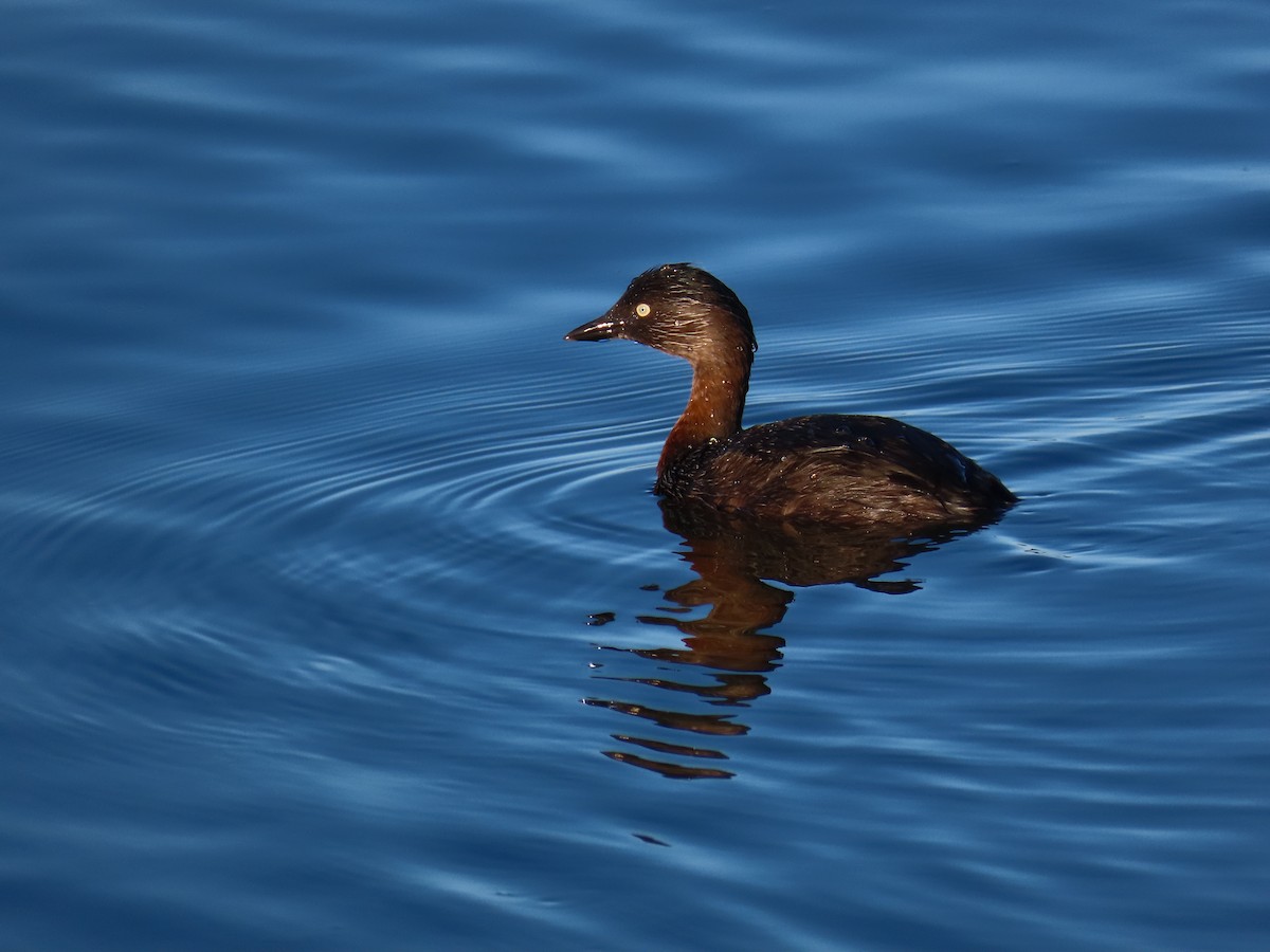 New Zealand Grebe - Russell Woodford