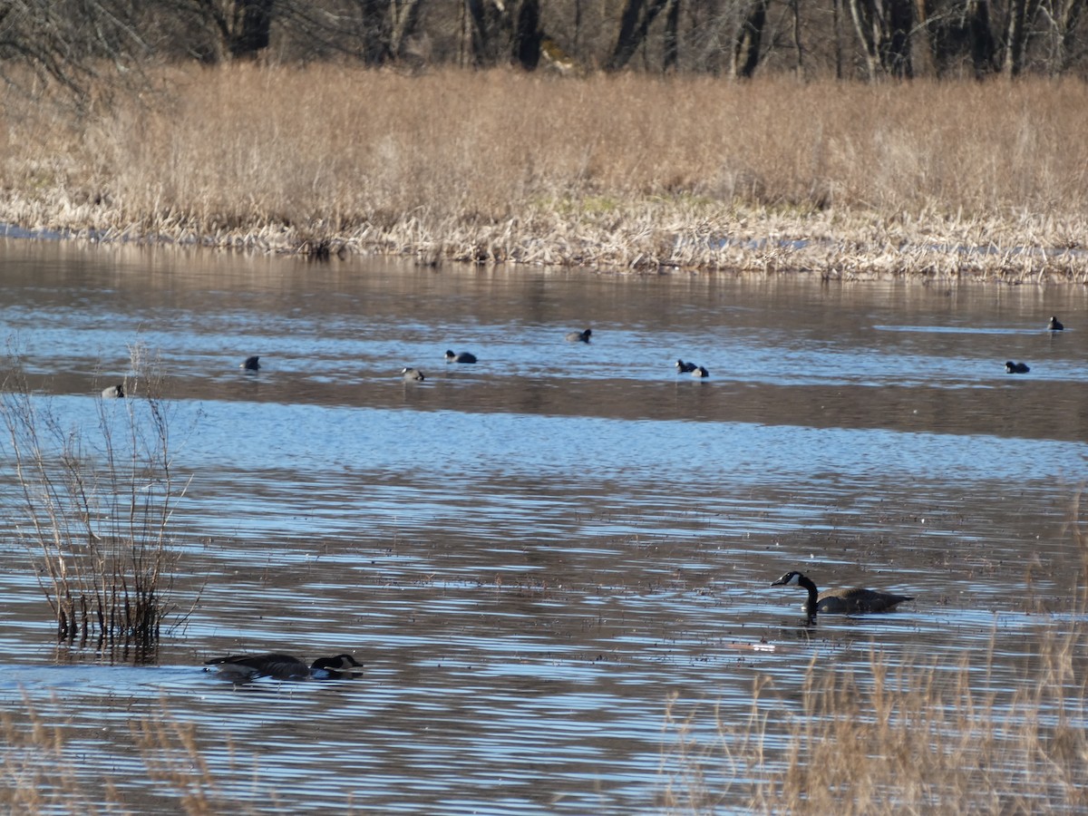 American Coot - ML616442055