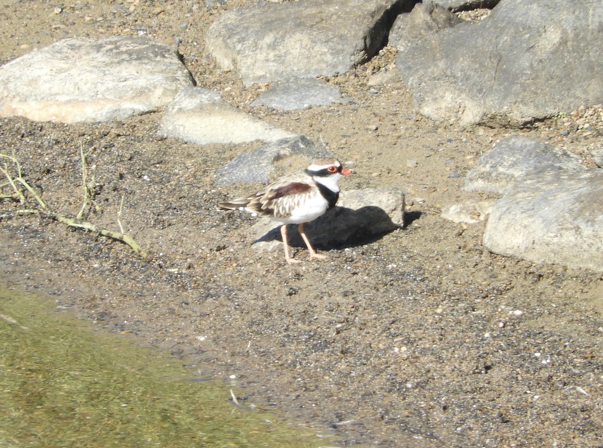 Black-fronted Dotterel - ML616442081