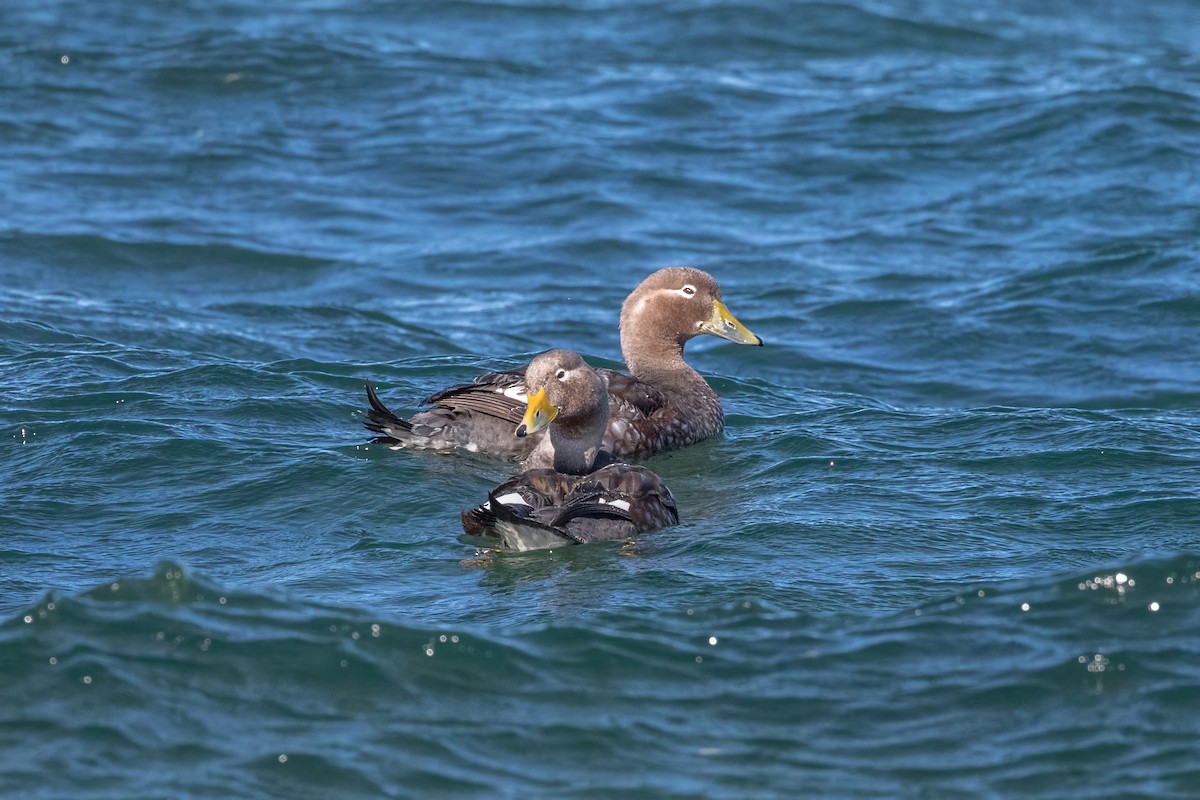 Flying Steamer-Duck - ML616442130