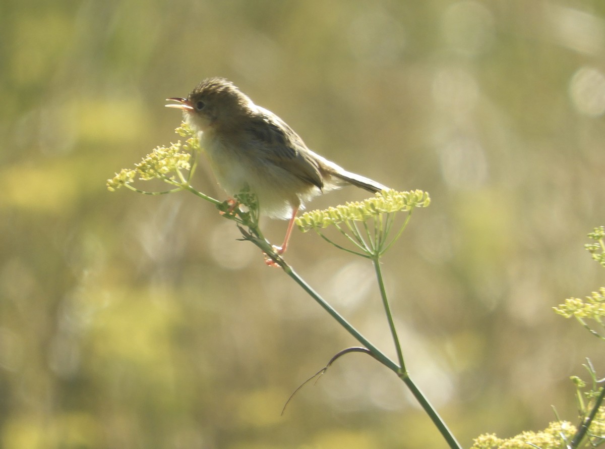 Golden-headed Cisticola - ML616442137