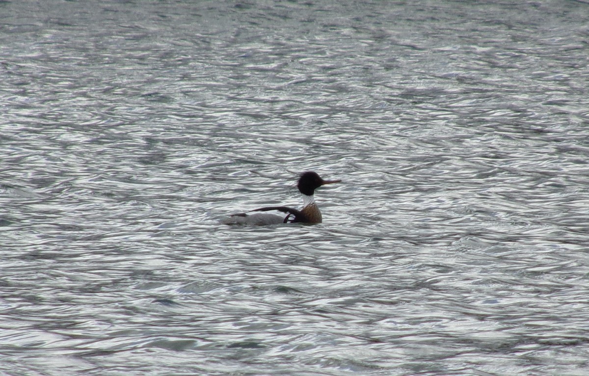 Red-breasted Merganser - Connor Daugherty