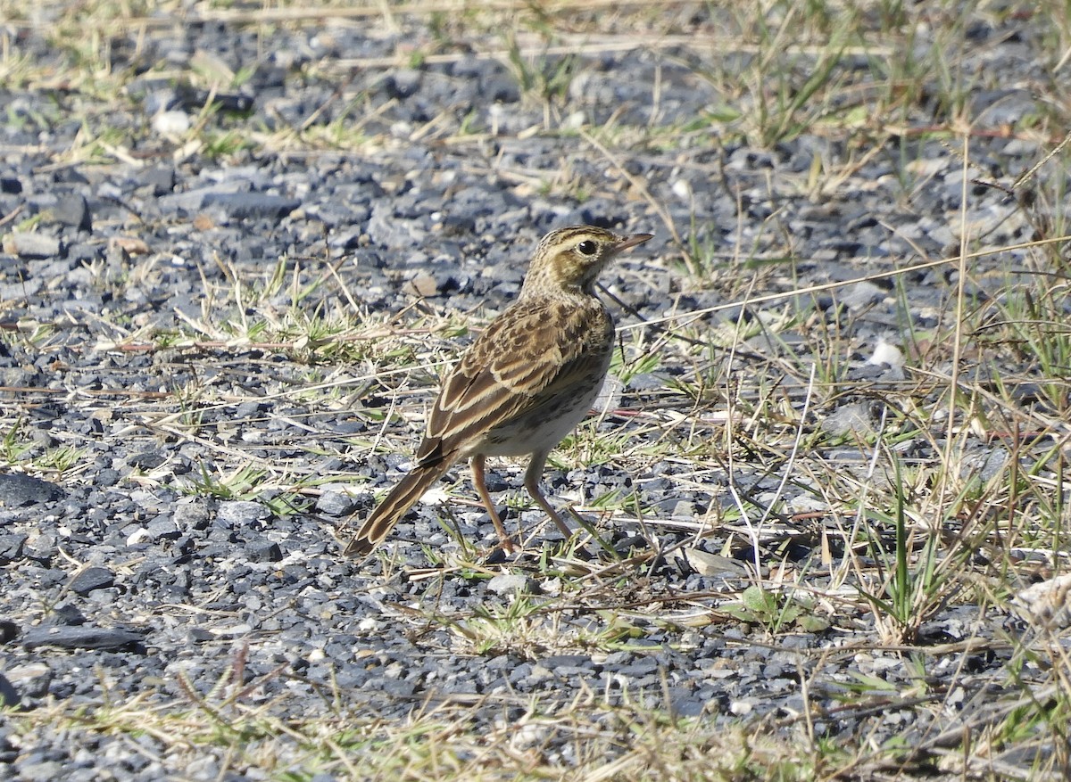 Australian Pipit - ML616442178