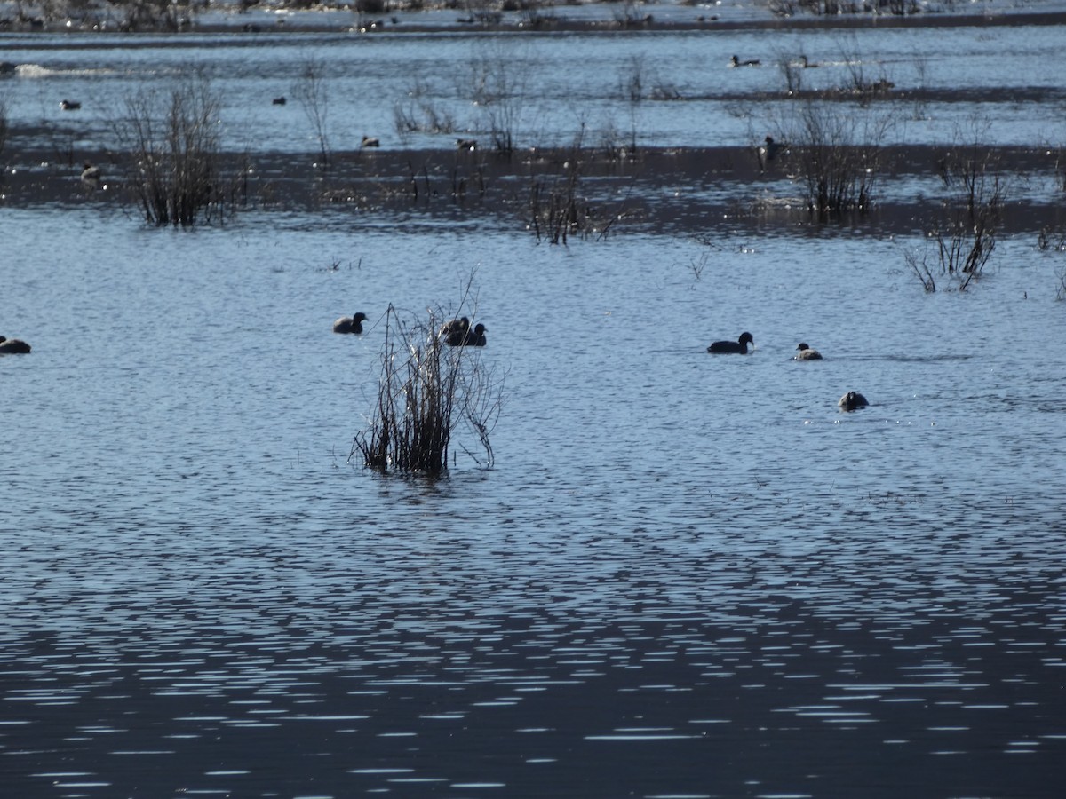 American Coot - Anonymous