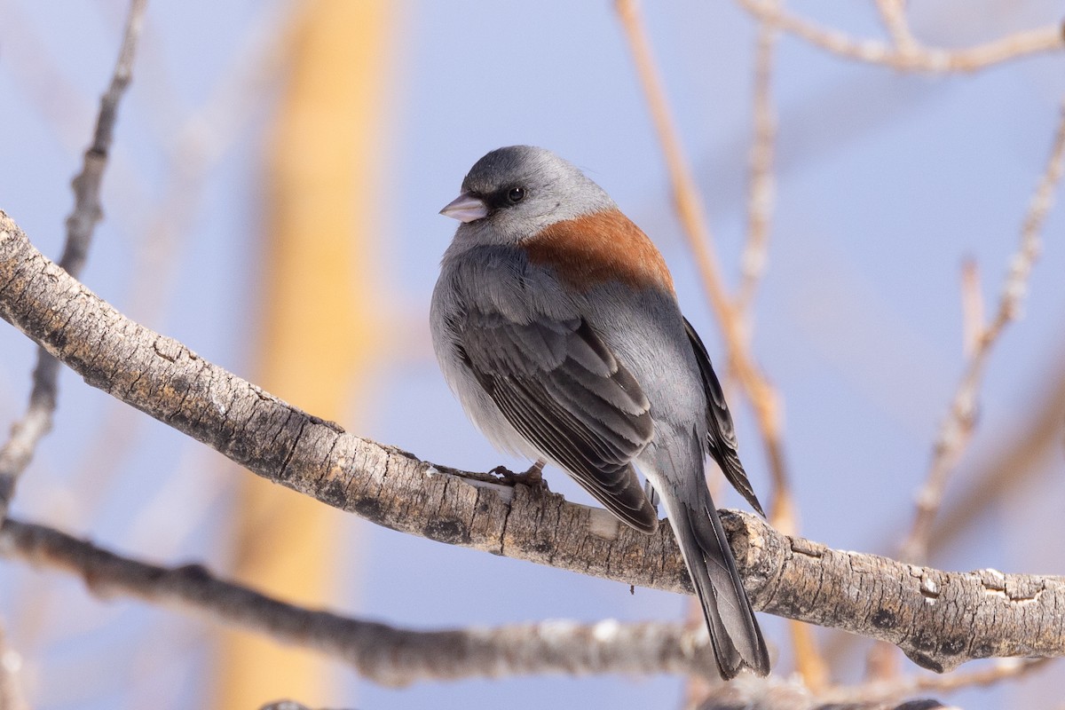 Junco ardoisé (caniceps) - ML616442235