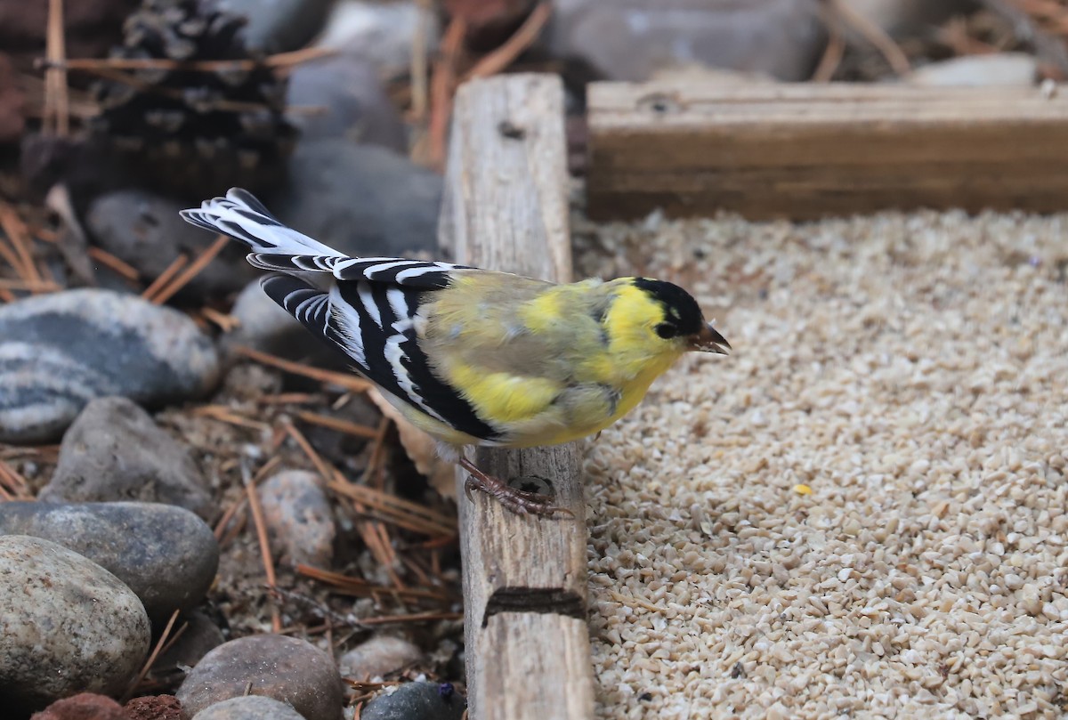 American Goldfinch - ML616442276