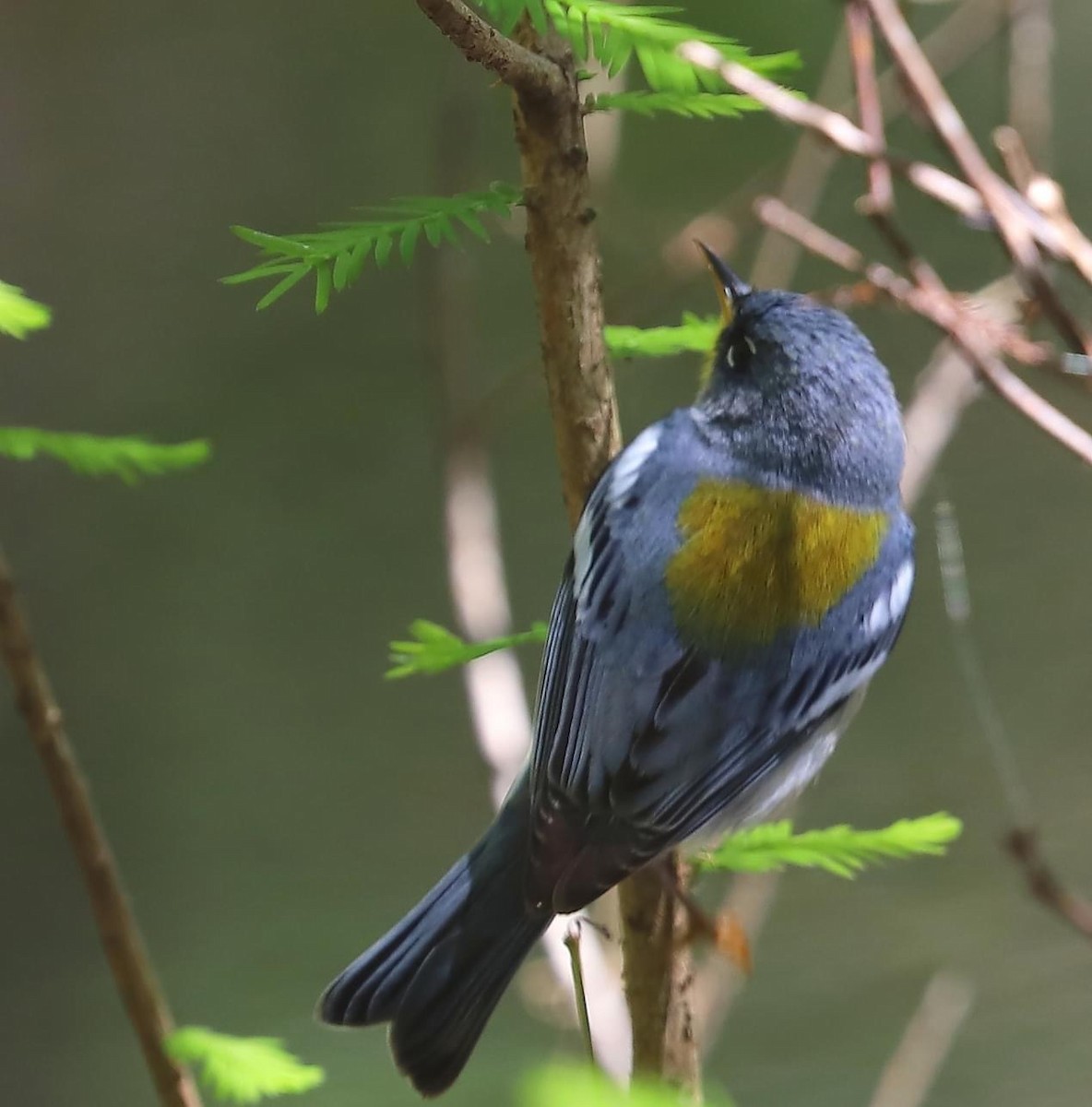 Northern Parula - ML616442293