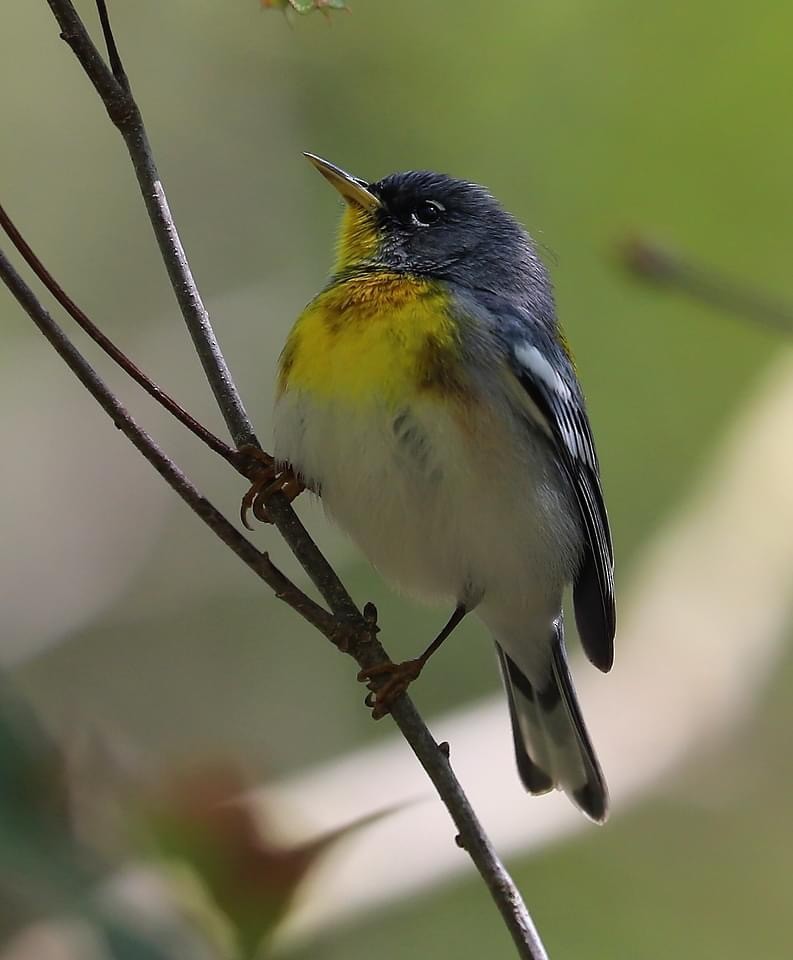 Northern Parula - ML616442294