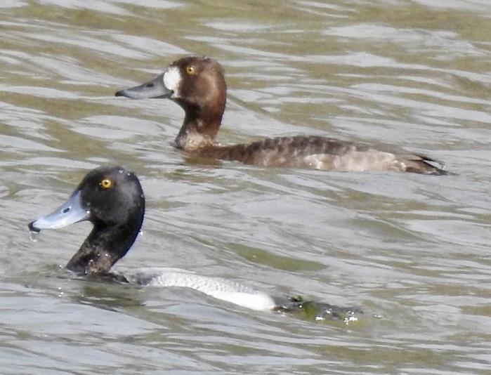 Greater Scaup - ML616442295