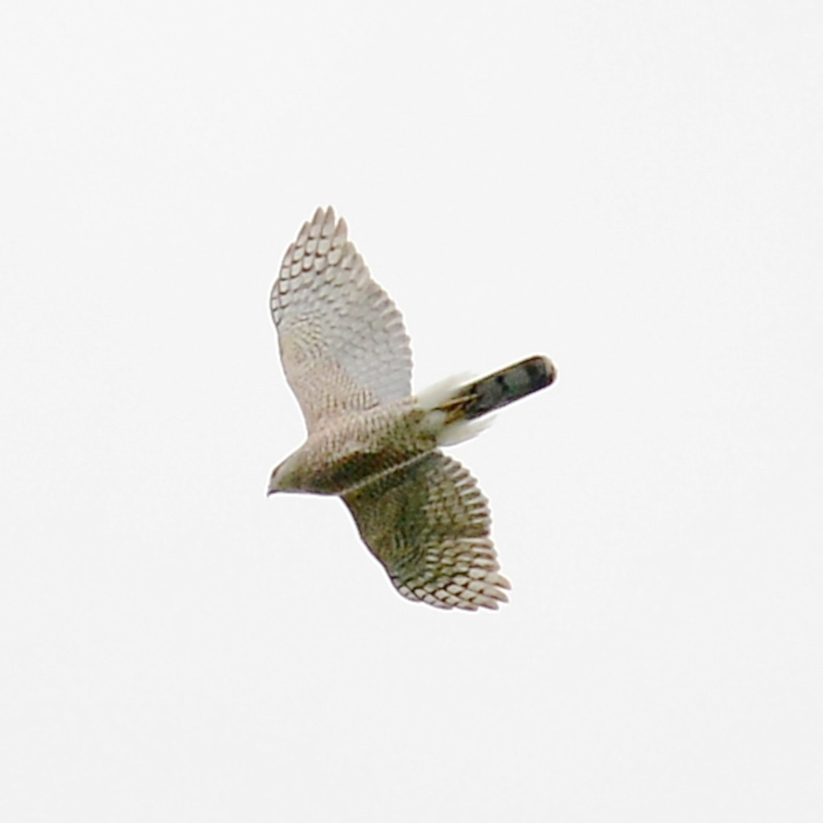 Cooper's Hawk - ML616442352