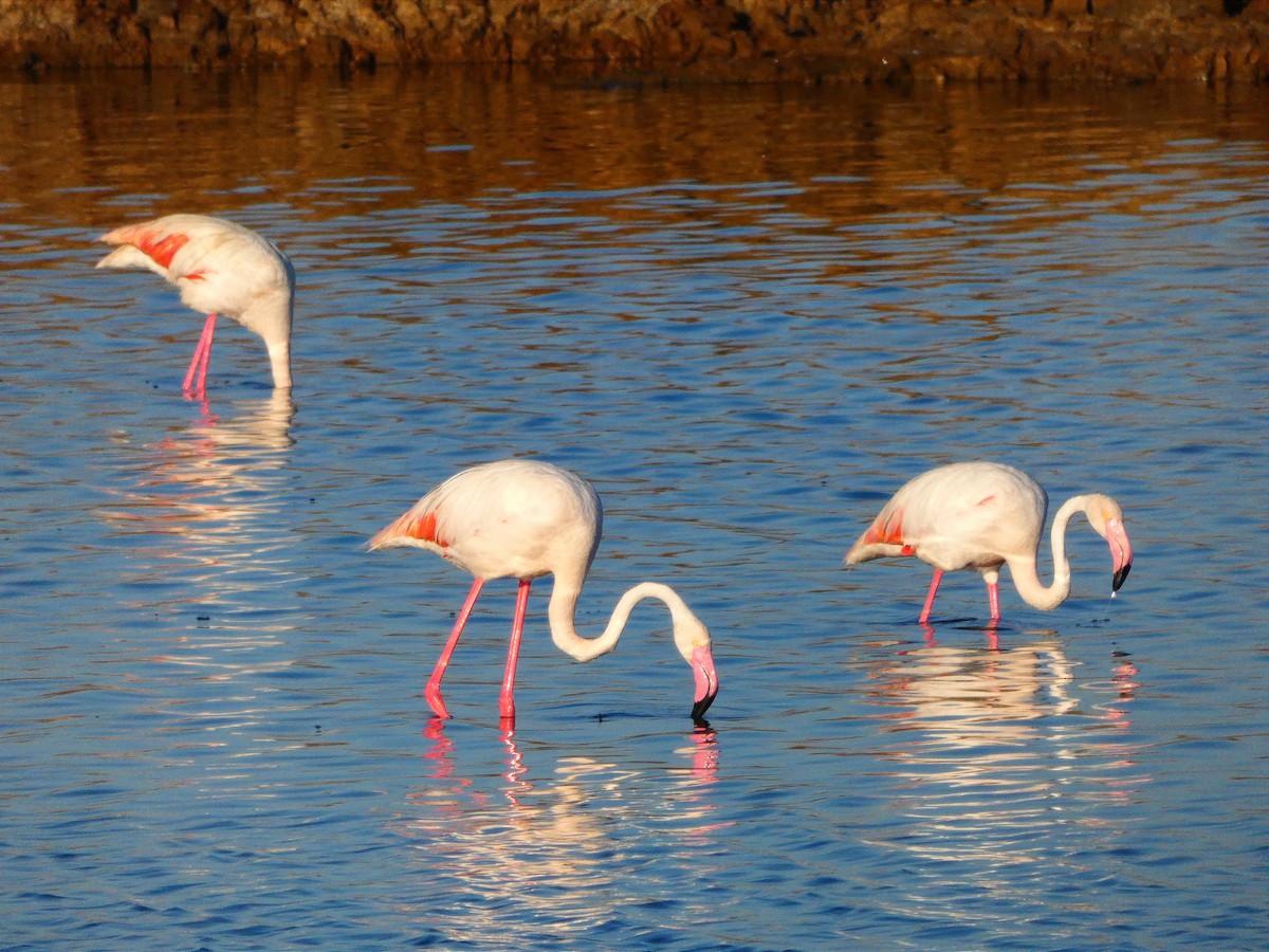 Greater Flamingo - ML616442382