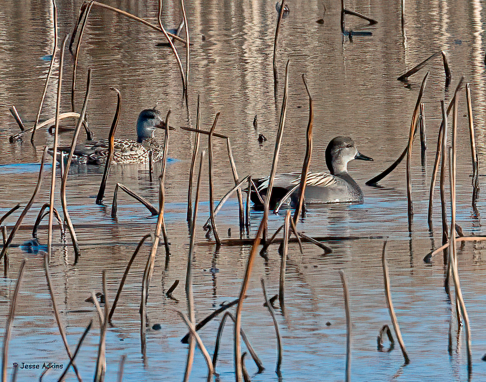 Gadwall - ML616442420