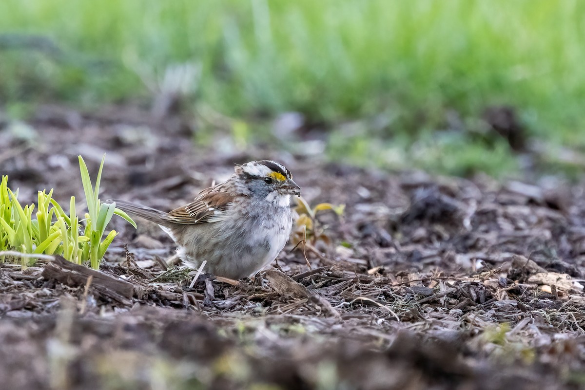 White-throated Sparrow - Kalpesh Krishna