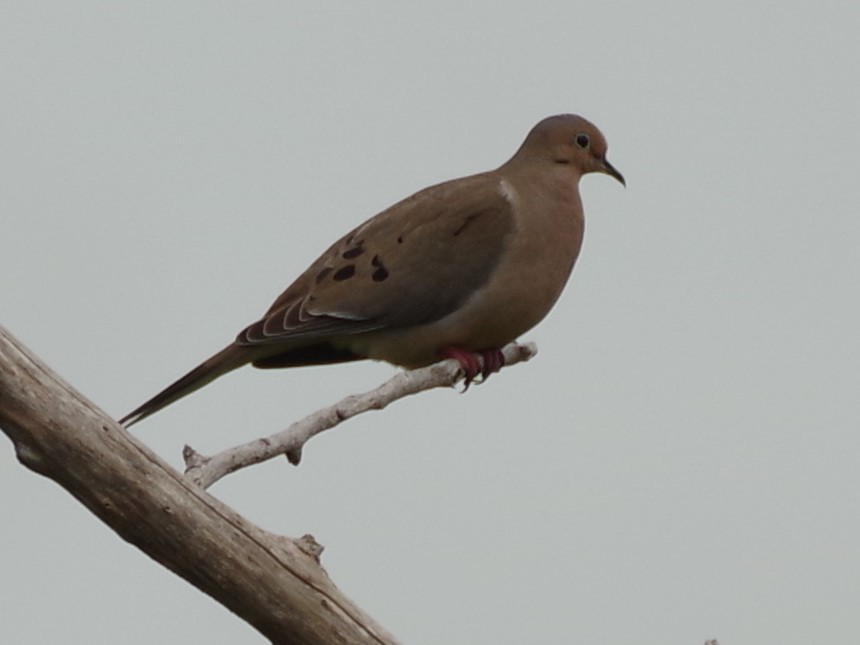 Mourning Dove - h rudy sawyer