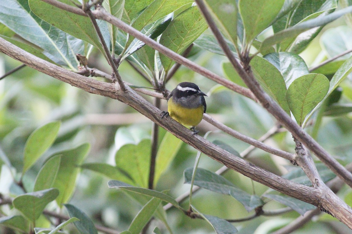 Bananaquit - ML616442512