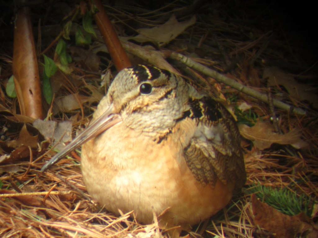 American Woodcock - Mike McCarthy