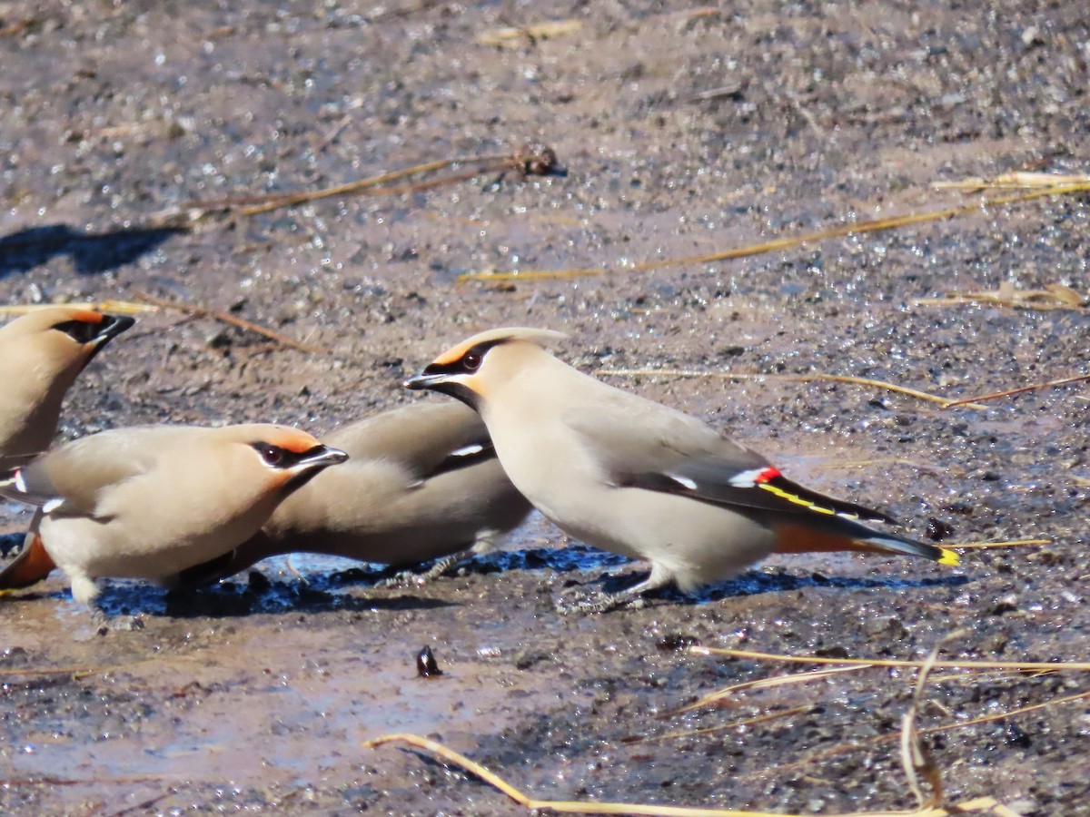 Bohemian Waxwing - Eric Baldo