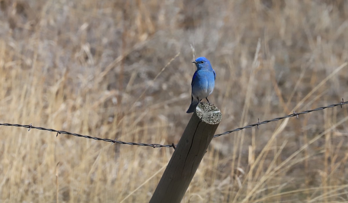 Mountain Bluebird - ML616442666