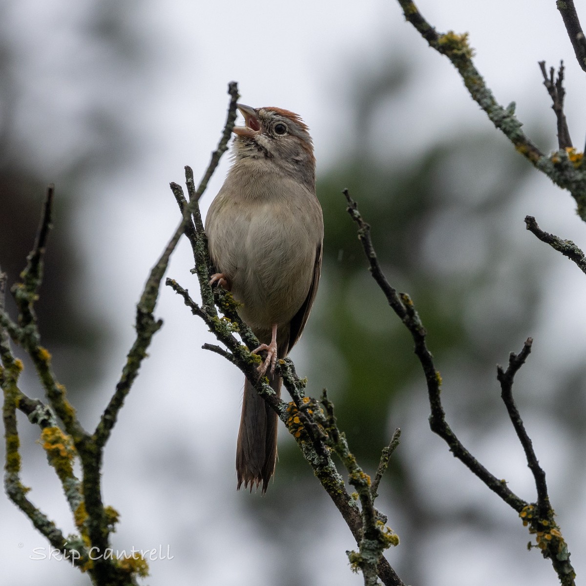 Rufous-crowned Sparrow - ML616442676