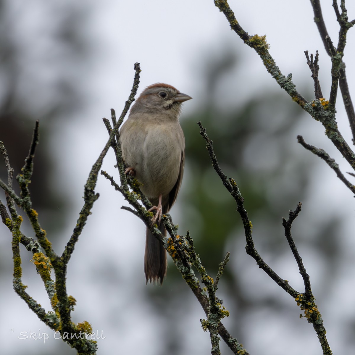 Rufous-crowned Sparrow - ML616442678