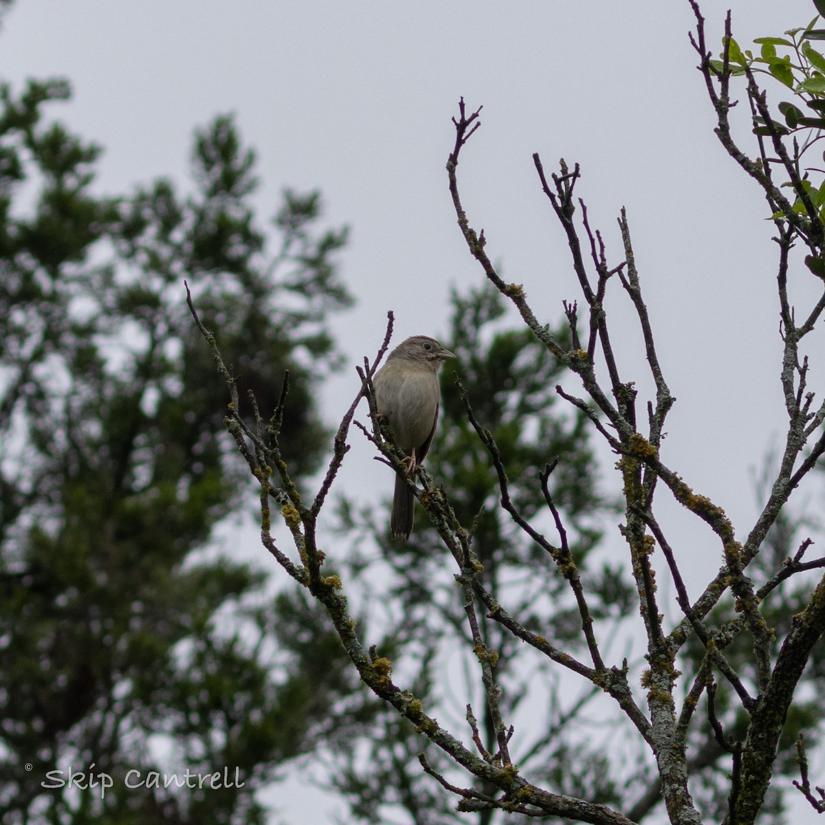 Rufous-crowned Sparrow - ML616442679