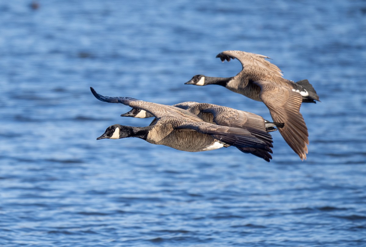 Canada Goose - Forest Botial-Jarvis