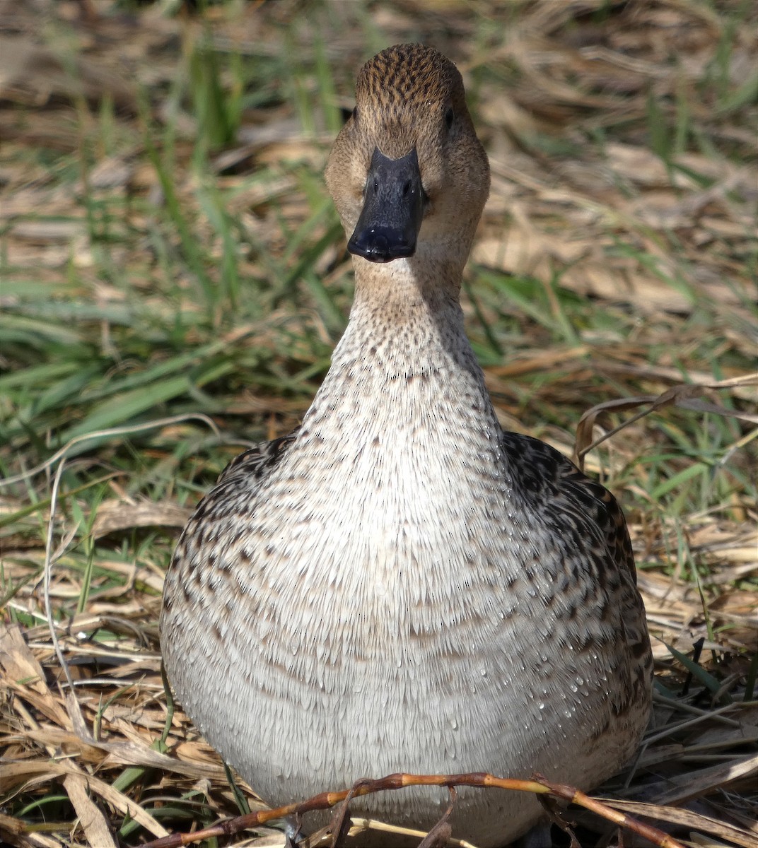 Northern Pintail - ML616442708