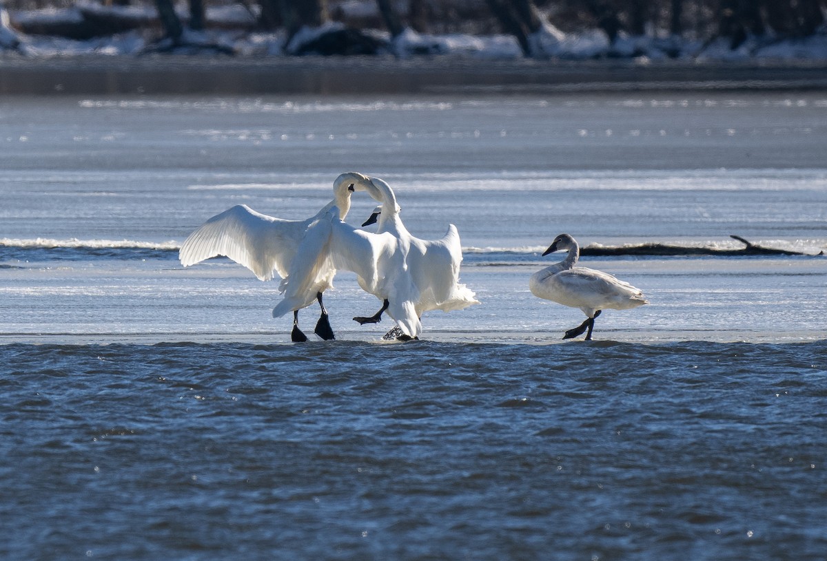 Tundra Swan - ML616442711