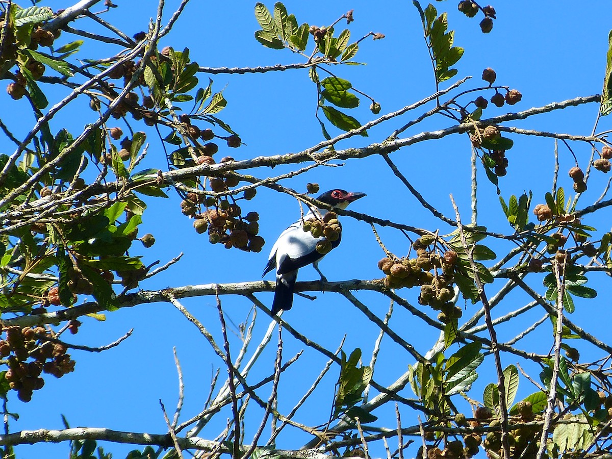 Black-tailed Tityra - ML616442734