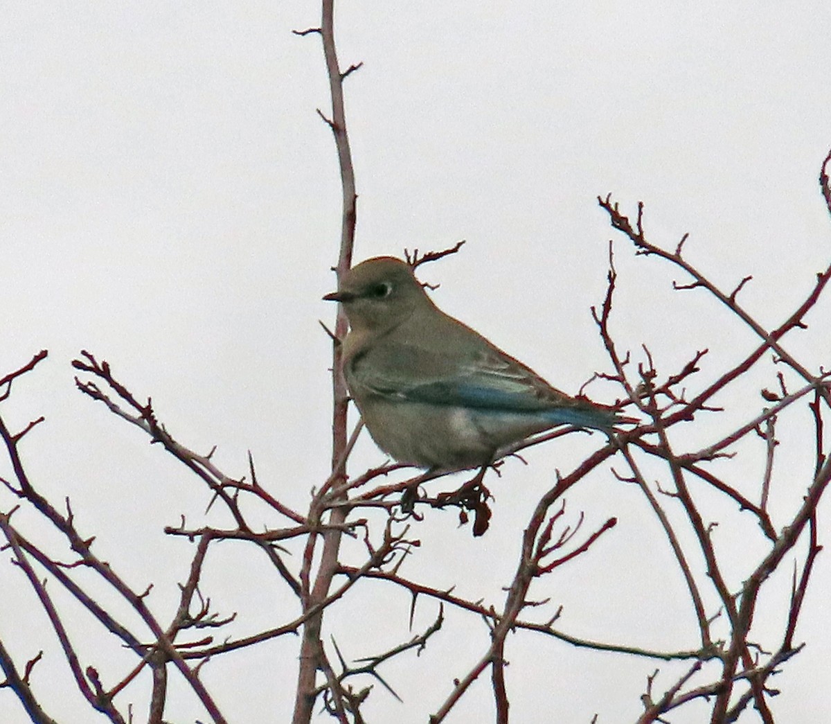 Mountain Bluebird - ML616442763