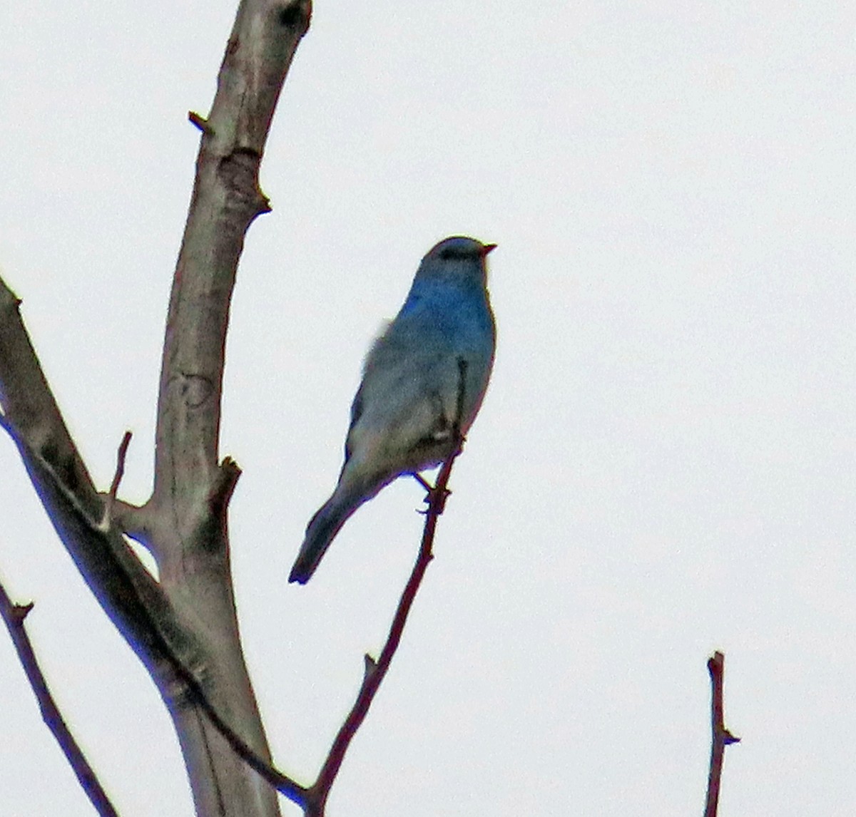 Mountain Bluebird - JoAnn Potter Riggle 🦤