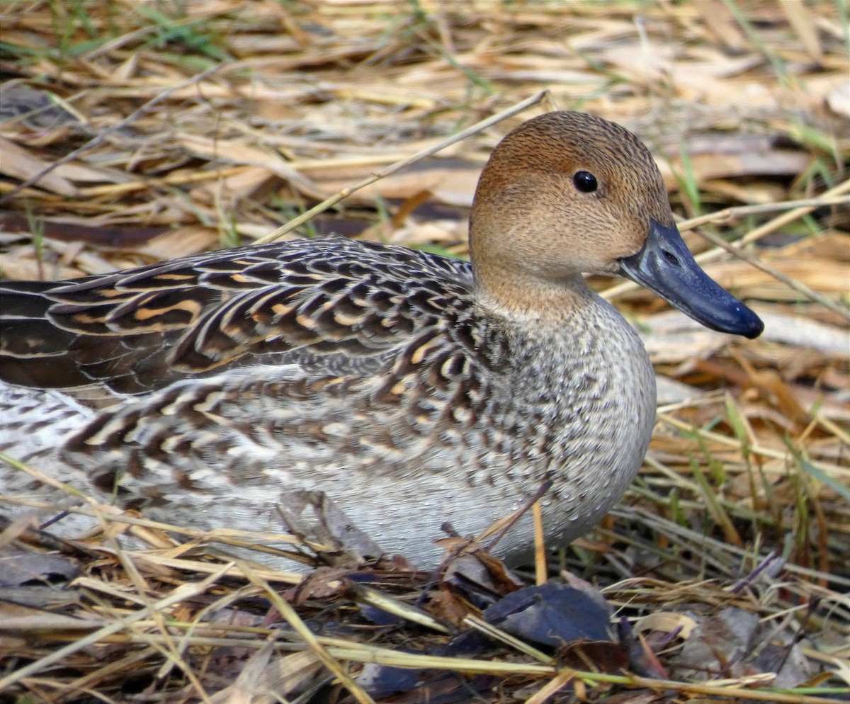 Northern Pintail - ML616442767