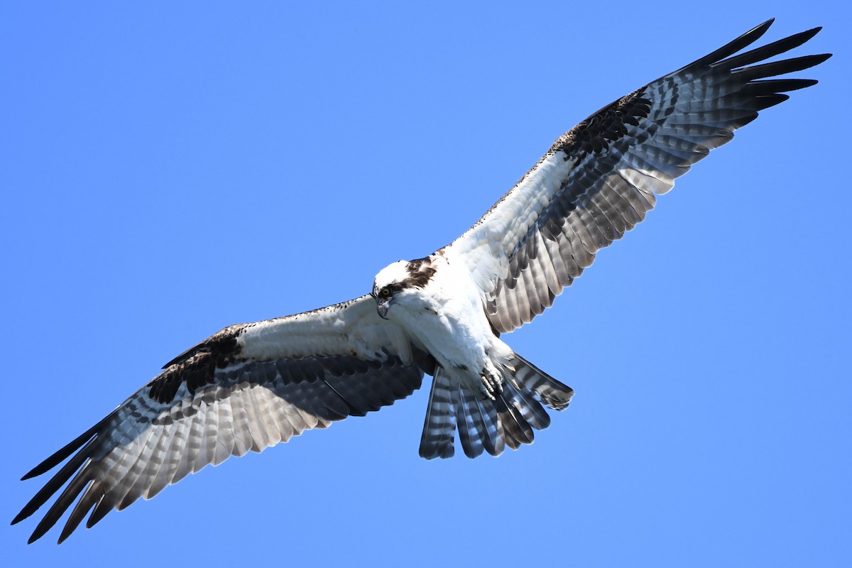 Águila Pescadora (carolinensis) - ML616442777