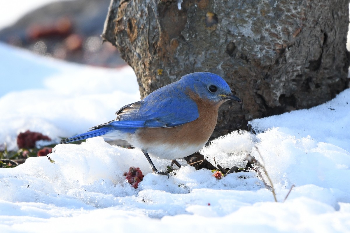 Eastern Bluebird - ML616442865