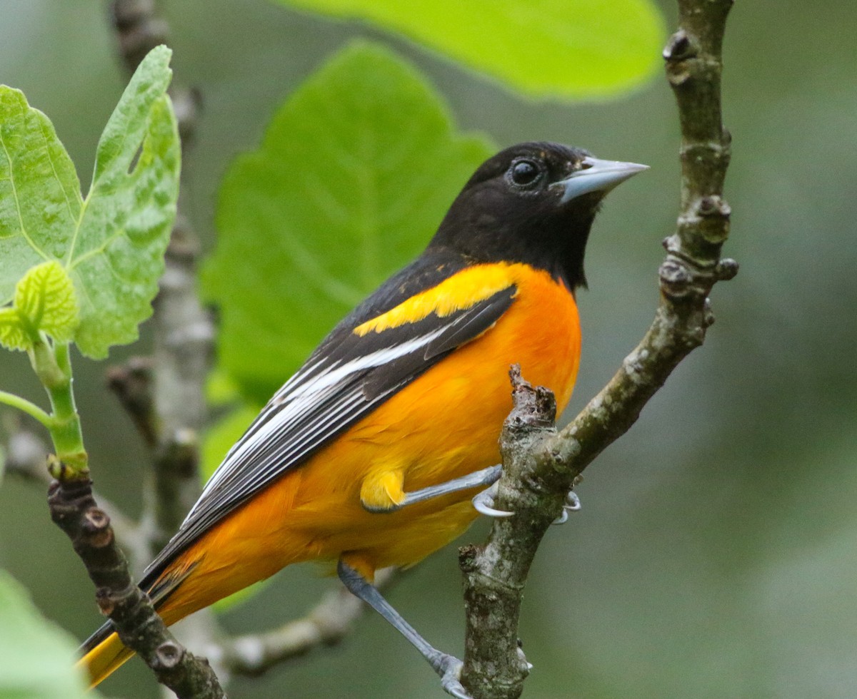 Baltimore Oriole - Sam Cooper