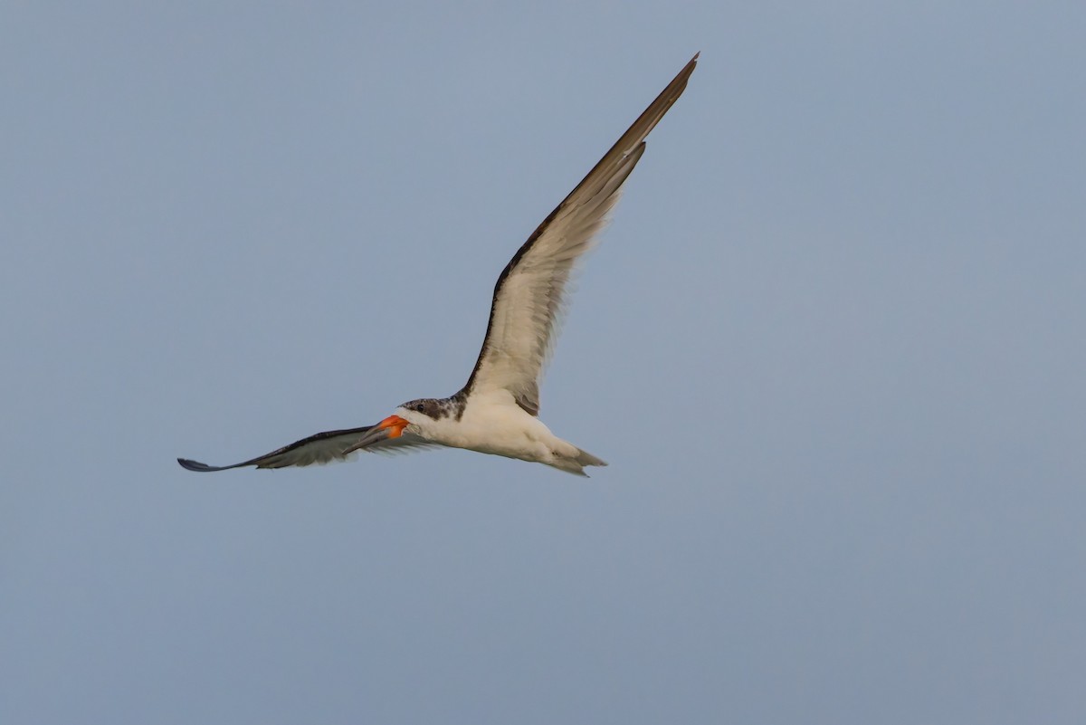 Black Skimmer - ML616442885