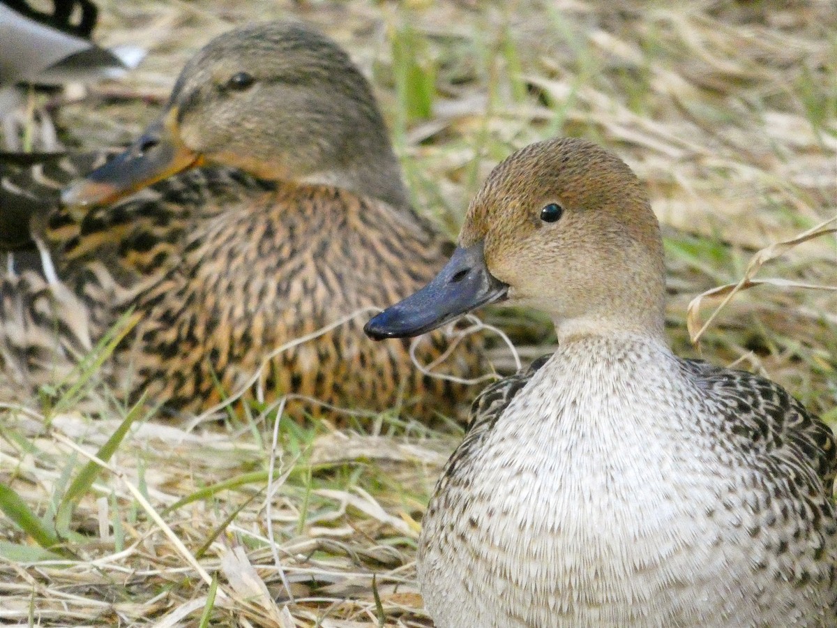 Northern Pintail - Pedro Arratíbel González