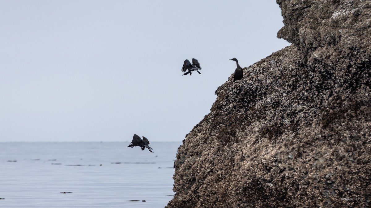 Pelagic Cormorant - Kim McNett