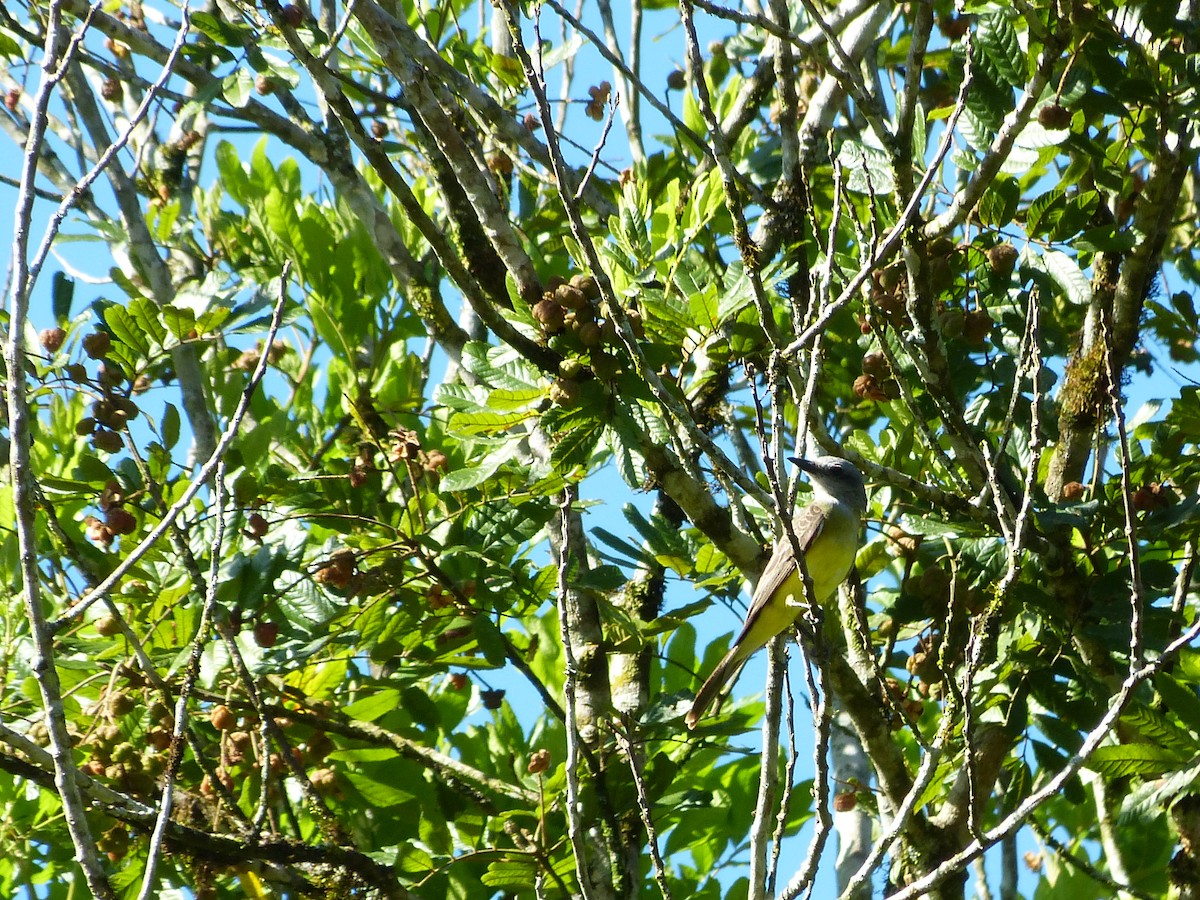 Tropical Kingbird - ML616442952